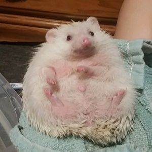 Meet your Posher, Haley